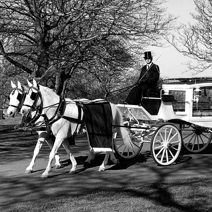 pair of white horses funeral bw sq